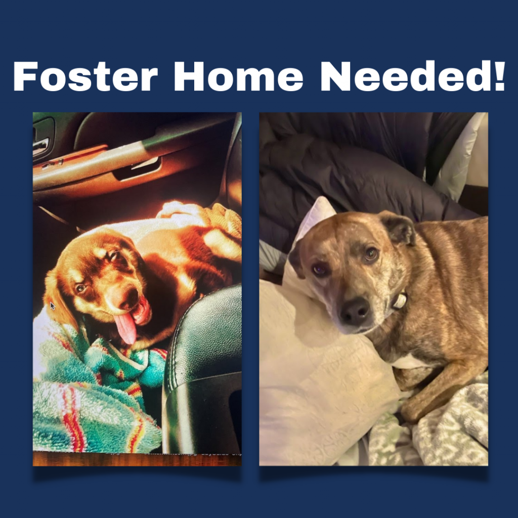 Foster Home Needed for Two Good Dogs